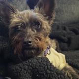 Foto de perro perdido en San Antonio