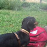 Foto de perro perdido en Fumel