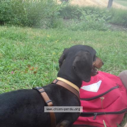 Foto 1/1 Fifou Perro perdido en Fumel