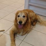 Foto de perro encontrado en Caplong