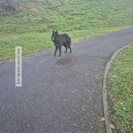 Foto 1/1 Perro encontrado Encontrado en Aucamville