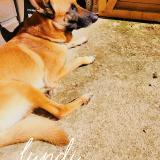 Foto de perro perdido en Ruffec