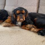 Foto de perro perdido en Wallers Arenberg