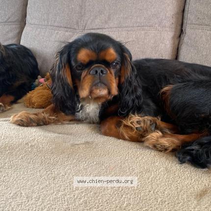 Foto 1/1 VAILLANT PETIT COEUR Chien perdido en Wallers arenberg