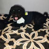 Foto de perro perdido en Orlando