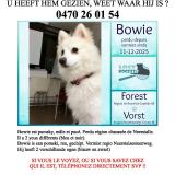 Foto de perro perdido en Auderghem