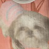 Foto de perro perdido en Perpignan