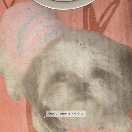 Foto 1/1 Jessy Perro perdido en Perpignan