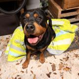 Foto de perro encontrado en Saint Mars Du Desert