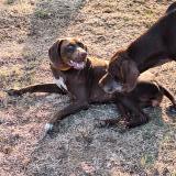 Foto de perro perdido en Pineuilh