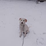 Foto de perro perdido en St Leger Les Melezes