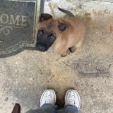 Foto de perro perdido en Viry Chatillon