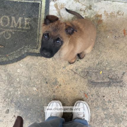 Foto de perro perdido en Viry Chatillon