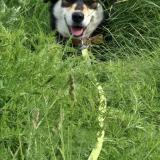 Foto de perro perdido en Treve