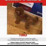 Foto de perro perdido en Petit Bourg