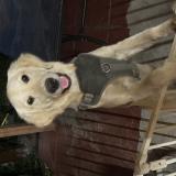 Foto de perro perdido en Hollywood