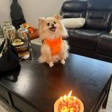 Foto de perro perdido en Houston