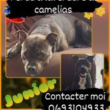 Foto de perro perdido en Saint Denis