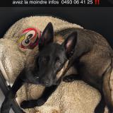 Foto de perro perdido en Vesqueville