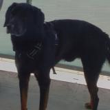 Foto de perro perdido en Thun L Eveque