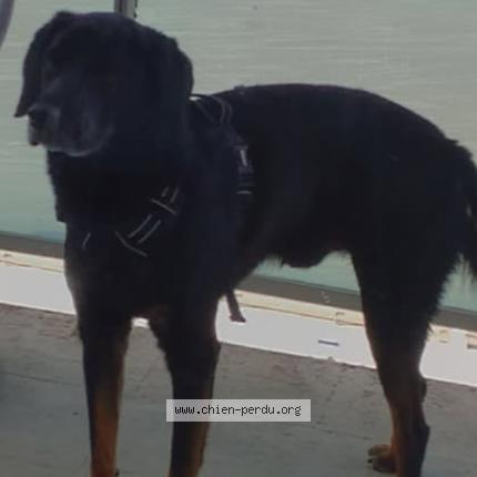 Foto 1/1 Oddy Perro perdido en Thun l eveque