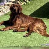 Foto de perro perdido en Villalier