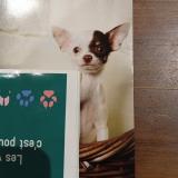 Foto de perro perdido en La Chapelle Des Pot