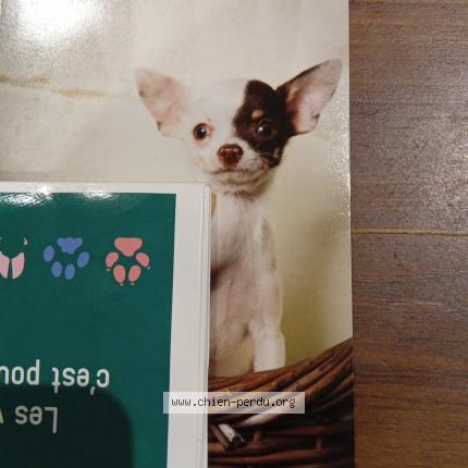 Foto 1/1 Orage Perro perdido en La chapelle des pot