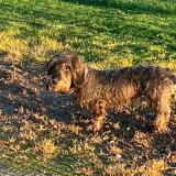Foto de perro perdido en Giroux