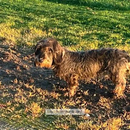 Foto 1/1 Violette Chien perdido en Giroux