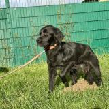 Foto de perro perdido en Montreuil Juigne