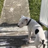 Foto de perro perdido en Portsmouth