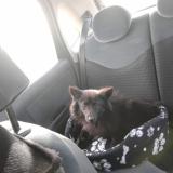 Foto de perro perdido en Neauphle Le Chateau