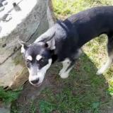 Foto de perro perdido en Comp Et Lamoler