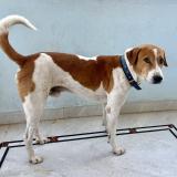 Foto de perro perdido en Hyderabad