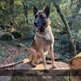 Foto de perro perdido en Roquevaire