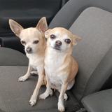 Foto de perro perdido en Bricquebec En Cotentin