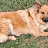 Foto de perro perdido en Evires