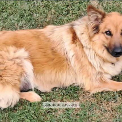 Foto 1/1 Urka Chien perdido en Evires