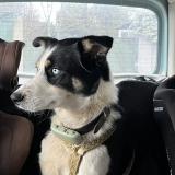 Foto de perro perdido en Maurs