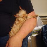 Foto de perro perdido en Aumseville