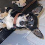 Foto de perro perdido en Dallas