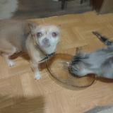 Foto de perro perdido en La Feuillee