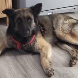 Foto de perro perdido en Clermont L Herault