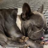 Foto de perro perdido en Palmdale