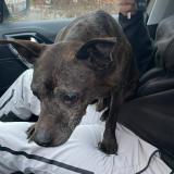 Foto de perro encontrado en Louvroil