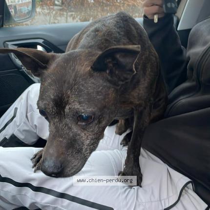 Foto de perro encontrado en Louvroil