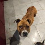 Foto de perro encontrado en Noyen