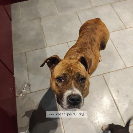 Foto de perro encontrado en Noyen