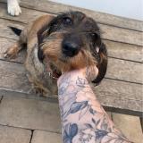 Foto de perro perdido en Sainte Marie Aux Mines